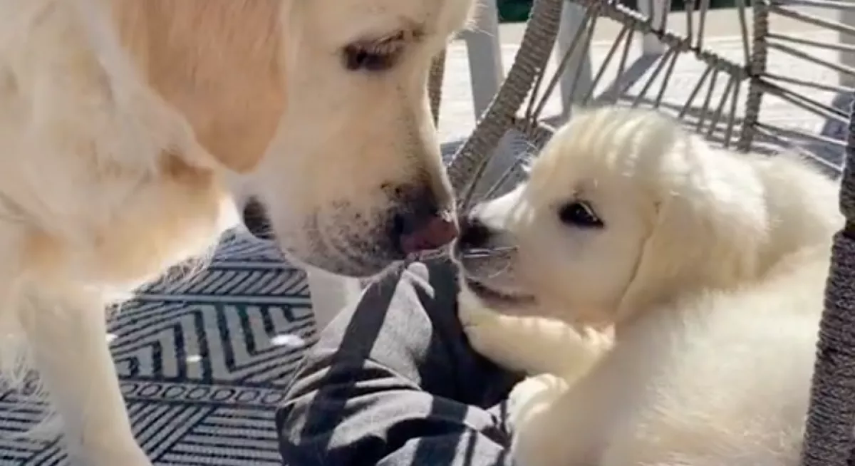 Kiskutya érkezett a családba: mindent elárul a golden retriever reakciója - Videó
