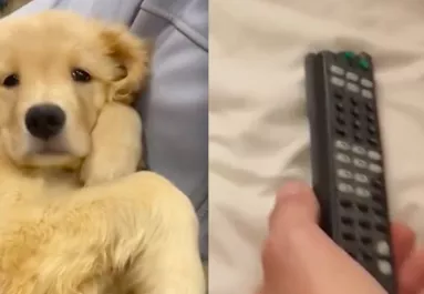 Szétrágta a távirányítót a kutya: ahogy el akarja tusolni, azon pusztul a világ - Videó