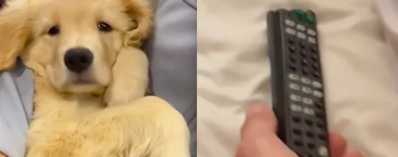 Szétrágta a távirányítót a kutya: ahogy el akarja tusolni, azon pusztul a világ - Videó