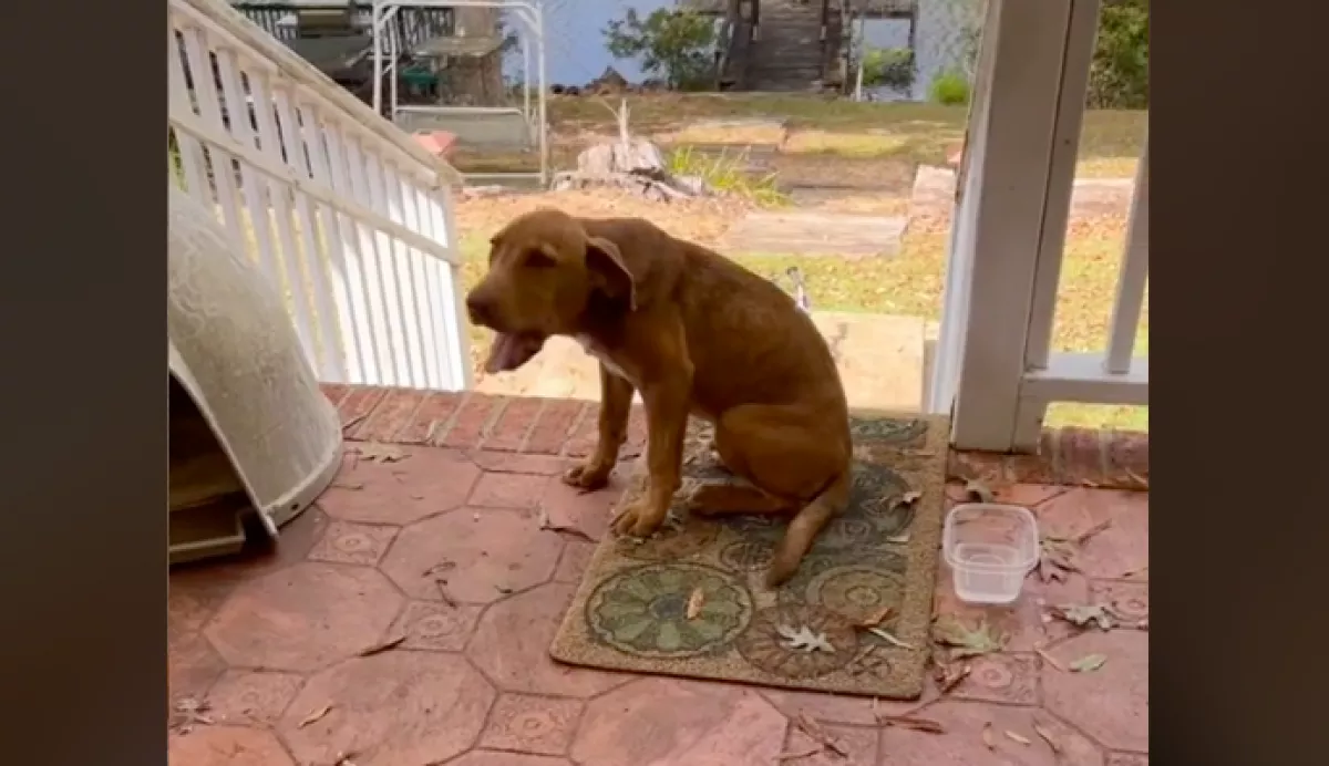 Rettegett bemenni a házba a kóbor kutya, amíg nem találkozott ezzel a kisfiúval - Videó