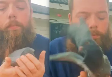 Szabadon akarta engedni a meggyógyult galambot a fickó: de meglepő dolog történt - Videó