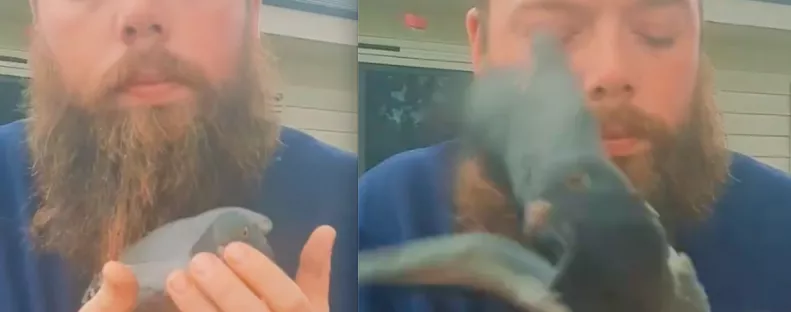 Szabadon akarta engedni a meggyógyult galambot a fickó: de meglepő dolog történt - Videó