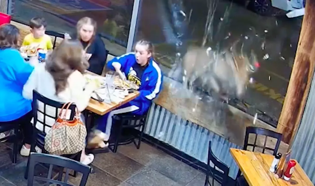 Az üvegen át ugrott be a vadállat az étterembe - Tragédia lett a vége - Videó