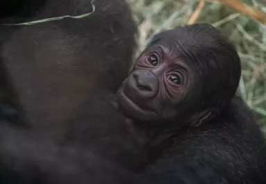 Egy gorilla bébit találtak az állatkerti ketrecben: amikor megnézték az anyját, nem jutottak szóhoz - Fotók