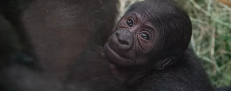 Egy gorilla bébit találtak az állatkerti ketrecben: amikor megnézték az anyját, nem jutottak szóhoz - Fotók