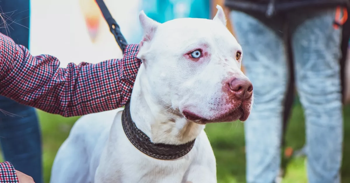 Kamera rögzítette: pitbull támadt a 2 éves kisfiúra, majd az édesanyára vetette magát - Videó