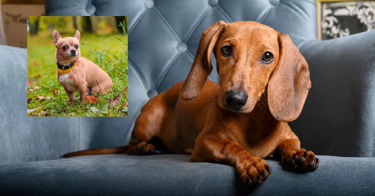 Egy tacskó és egy csivava a szülők: ez a kiskutya született a szerelmükből - Fotók