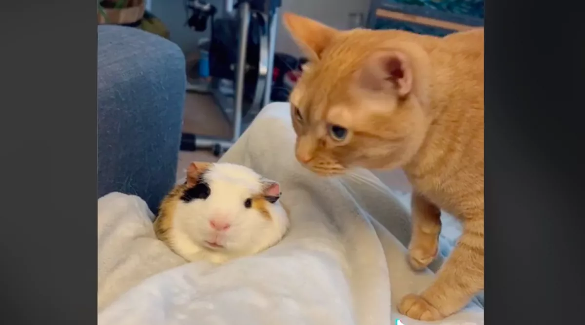 Először találkozott a tengerimalac a macskával: ami ezután történt, sokakat megnevettet - Videó