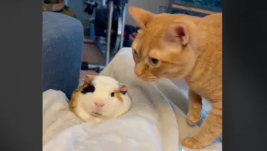 Először találkozott a tengerimalac a macskával: ami ezután történt, sokakat megnevettet - Videó