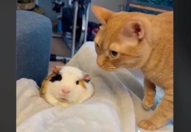 Először találkozott a tengerimalac a macskával: ami ezután történt, sokakat megnevettet - Videó