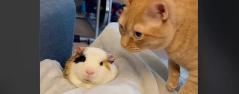 Először találkozott a tengerimalac a macskával: ami ezután történt, sokakat megnevettet - Videó