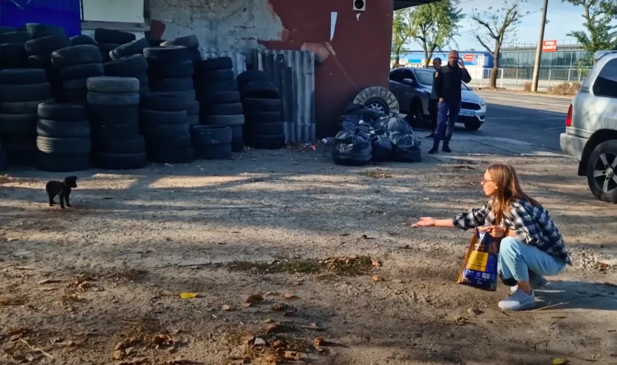 Az utcán akarta megmenteni a kutyust a nő: aztán a rémálmában találta magát - Videó