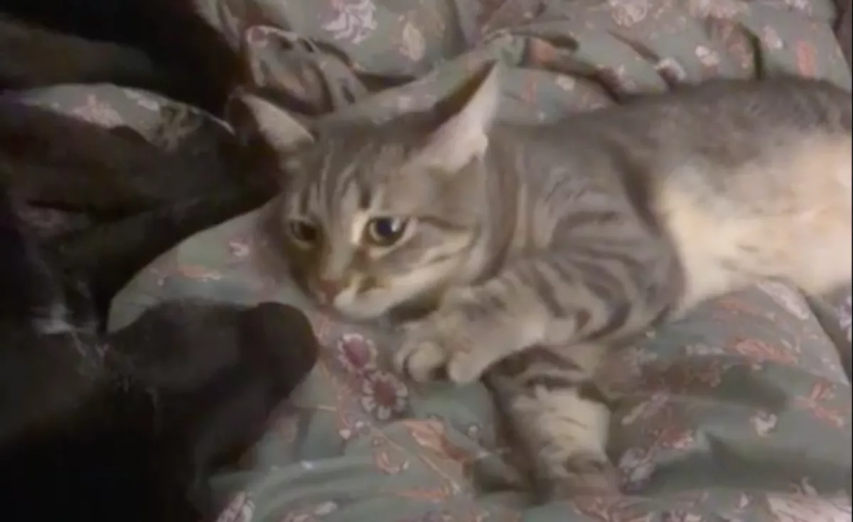 Megérezte a kutya leheletét: a macska reakcióján pusztul a világ - Videó