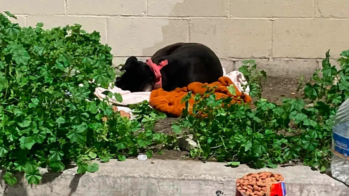 Kirakta a kutyát a családja: amit ezután tett, könnyeket csal a világ szemébe - Fotók