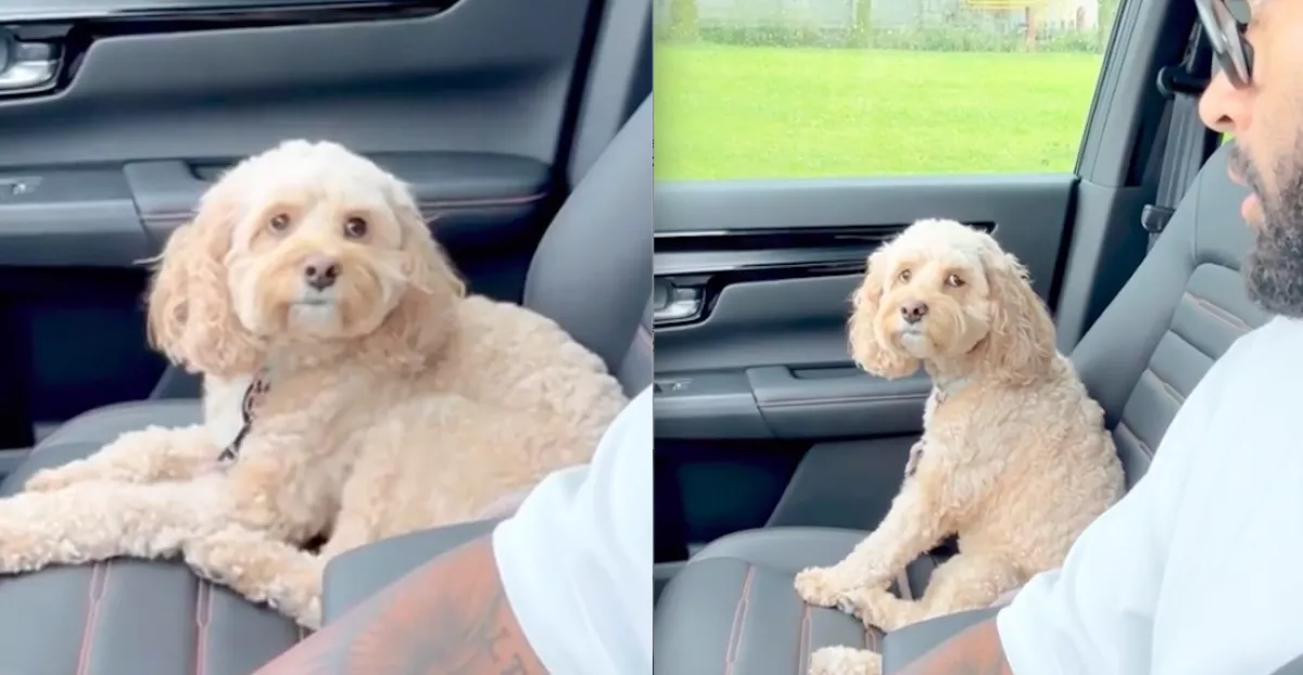 Megkérdezte a gazdi a kutyusát, hiányzott-e neki: a válasza sokakat zavarba hoz - Videó