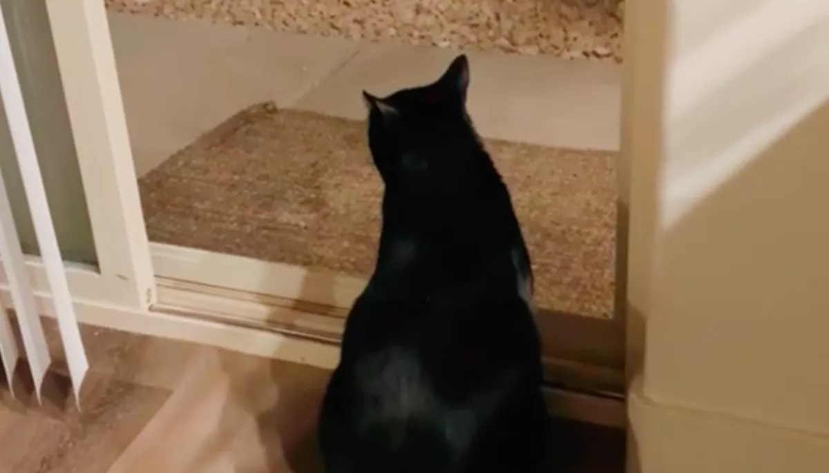 Megtanult beszélni a macska: így szívatja azóta a család kutyáját - Videó