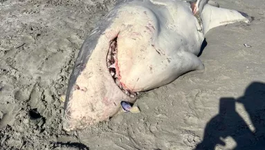 Egy szétmarcangolt fehér cápát találtak a tengerparton - súlyos következményektől tartanak - Fotók