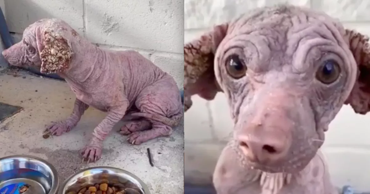 Szőrtelen, kérges fülű kutyát talált az utcán a lány: így néz ki, amióta szeretetben él - Fotók