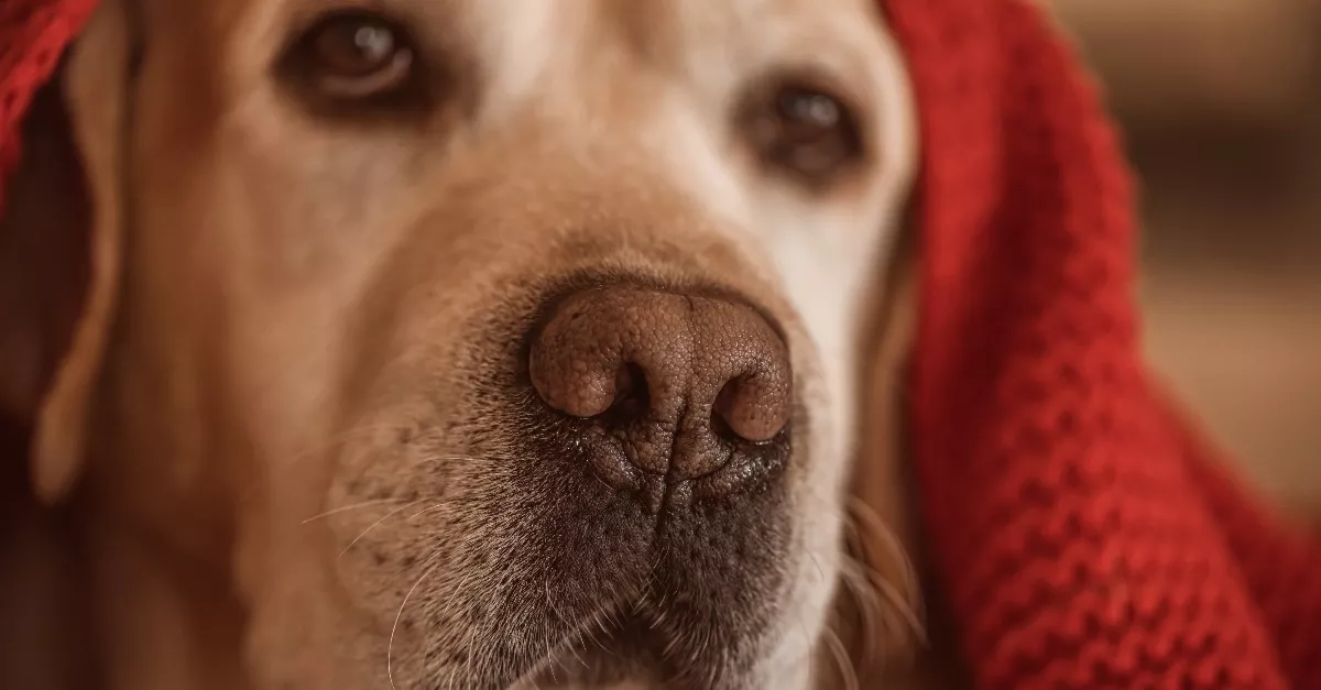 Megszagolta a kutya a gazdit: ezzel megmentette az életét