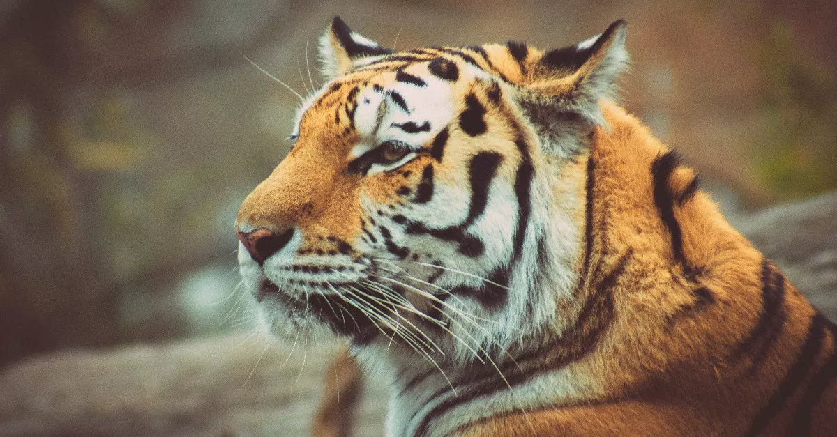 Cipő volt a tigris szájában: a gondozók ezután drámai felfedezést tettek - Videó