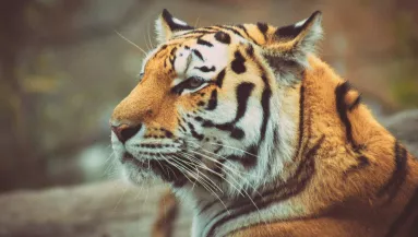 Cipő volt a tigris szájában: a gondozók ezután drámai felfedezést tettek - Videó