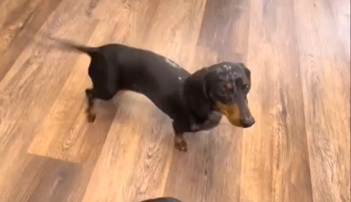 A tacskó teherbe ejtette a golden retrievert: az eredményt mindenkinek látnia kell - Videó