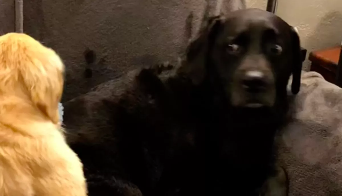Kölyökkutyával lepték meg a labradort: nem jól sült el - Videó