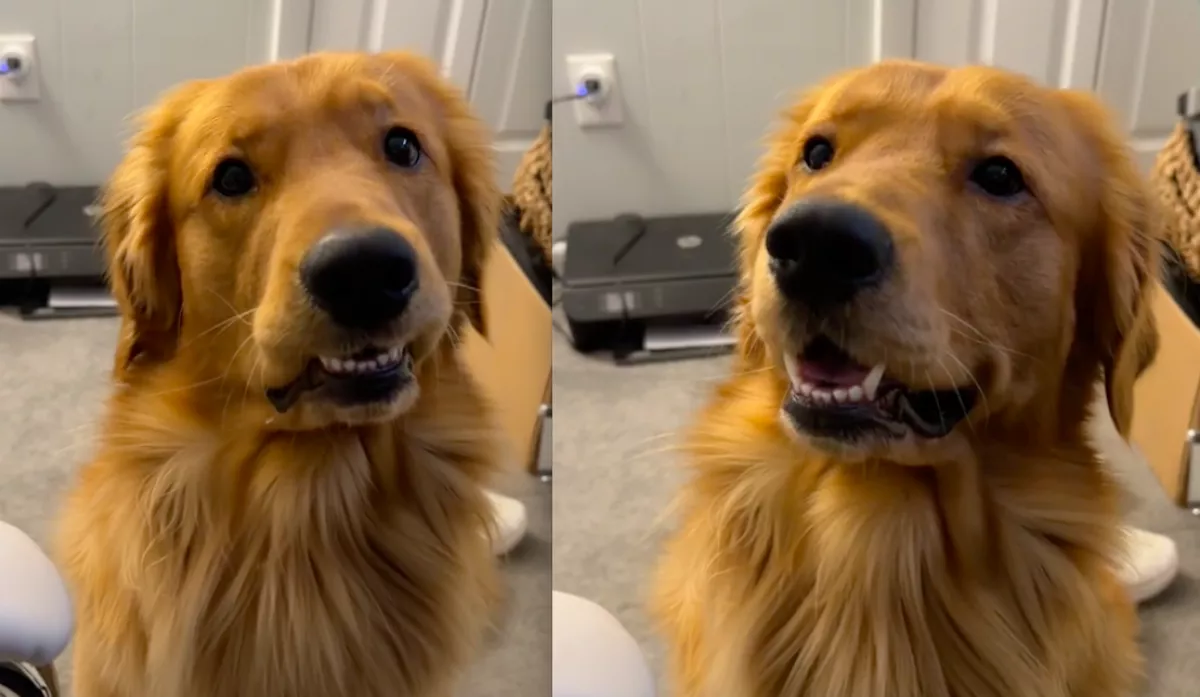 Megtudja a golden retriever, hogy látogatóba érkezik a kutyabarátja: a reakcióját megmosolyogja a világ - Videó