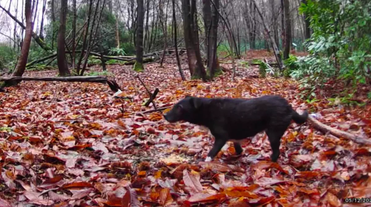 Egy kutyát mentettek az erdőből: ami kiderült, róla, attól elállt a lélegzetük - Fotók