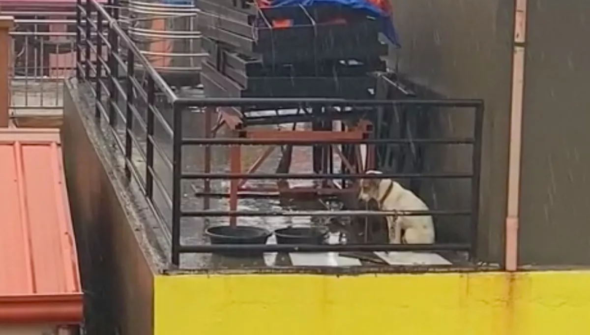 Milliók szívét törte össze a szakadó esőben ücsörgő kutya: aztán váratlan dolog történt - Videó