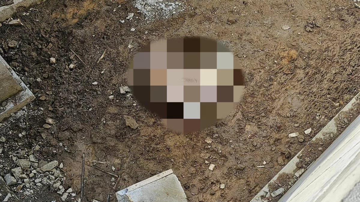 Az eltűnt kutyáját kereste a férfi: amit helyette talált, attól elállt a lélegzete - Fotó