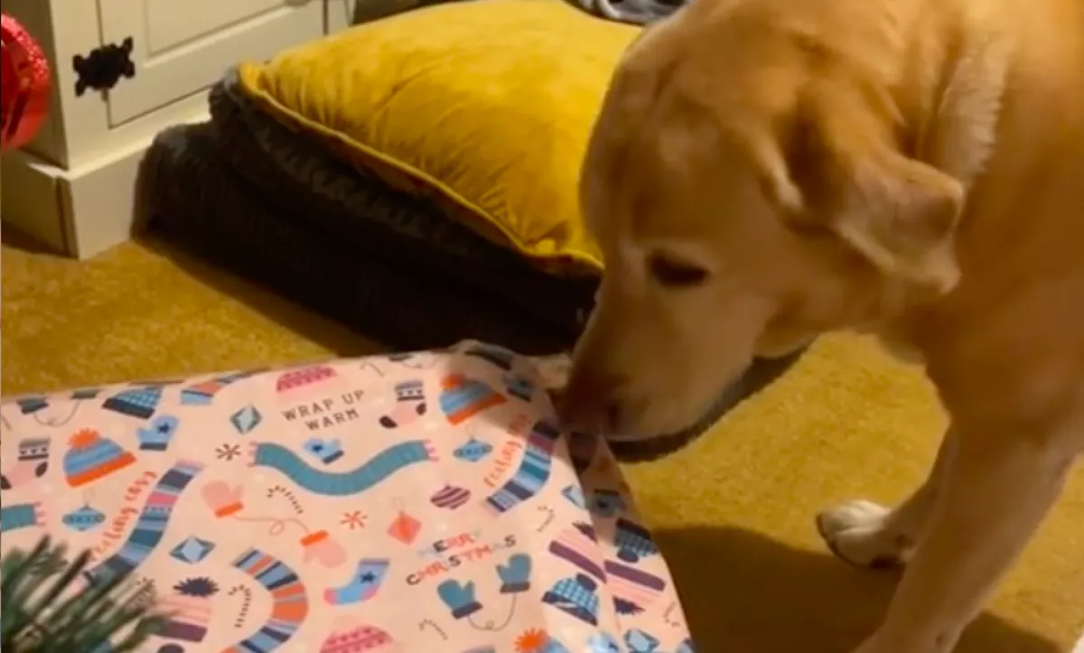 Karácsonyi ajándékot kapott a kutya: nem tetszett neki, amit benne talált - Videó