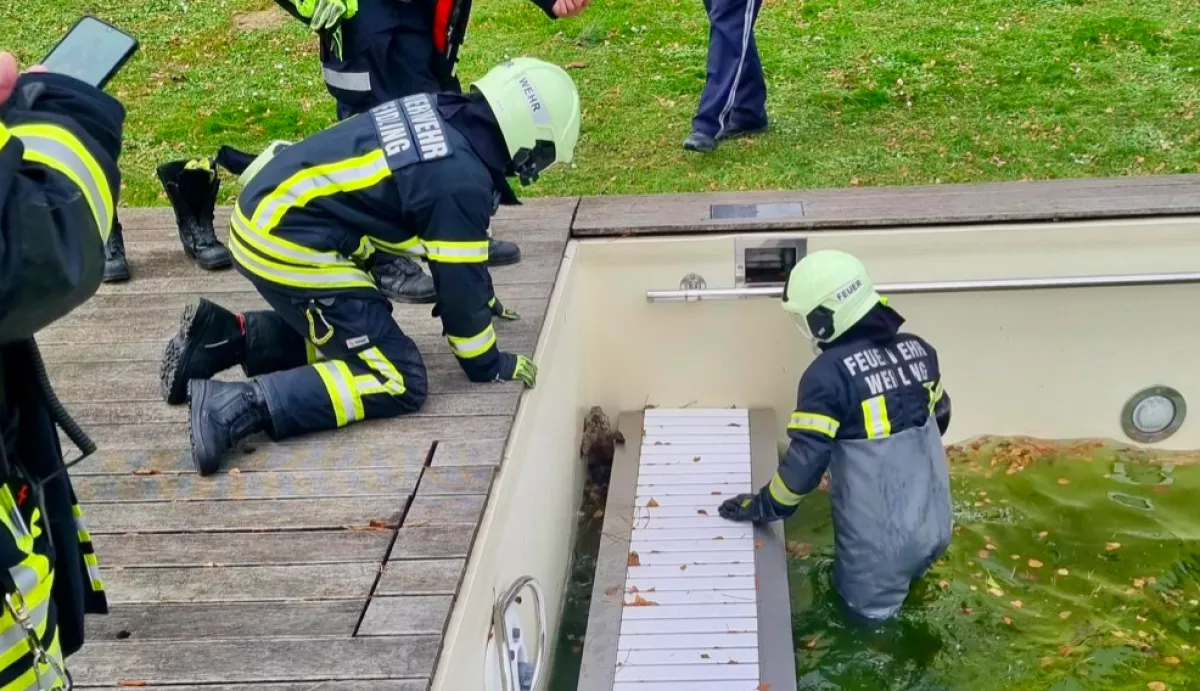 A tűzoltók szeme is kikerekedett, amikor meglátták, mi úszik kétségbeesetten a medencében - Fotók