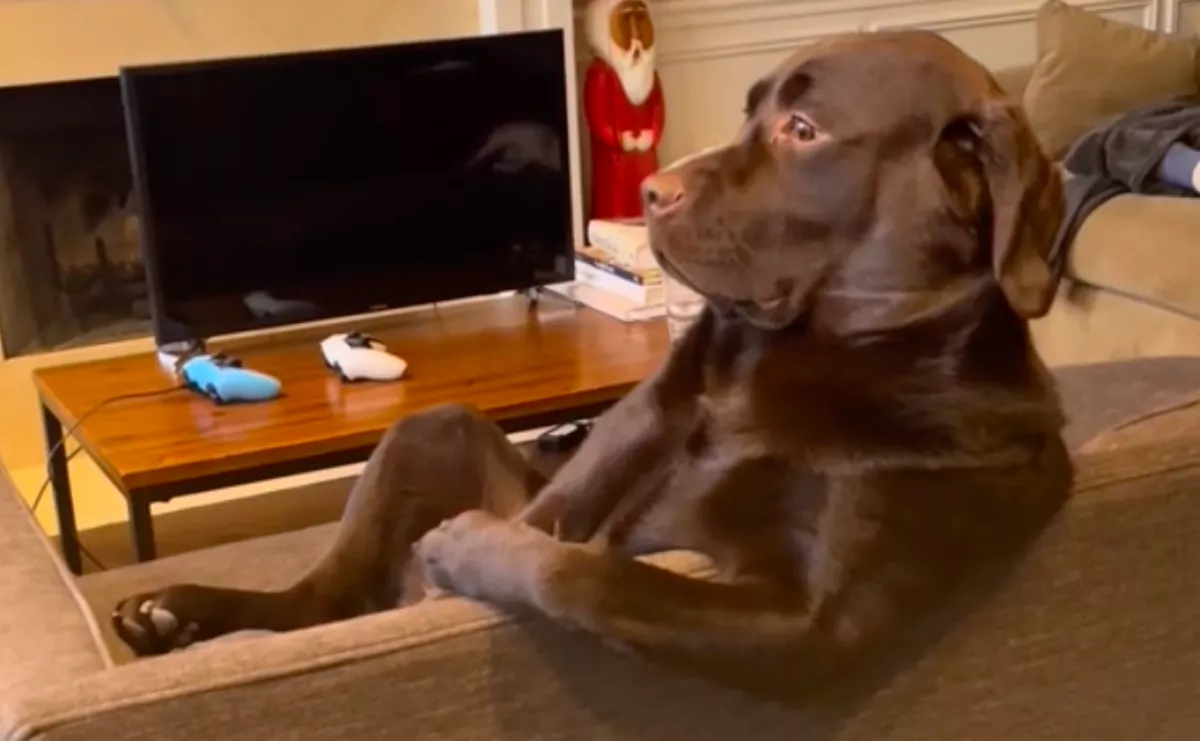 Megőrül a világ a férfiként a kanapén ücsörgő labradorért - Videó