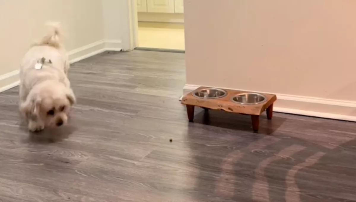 Titokban videózta Alexandra a kutyáját: amikor megnézte a felvételt, elborzadt - Videó