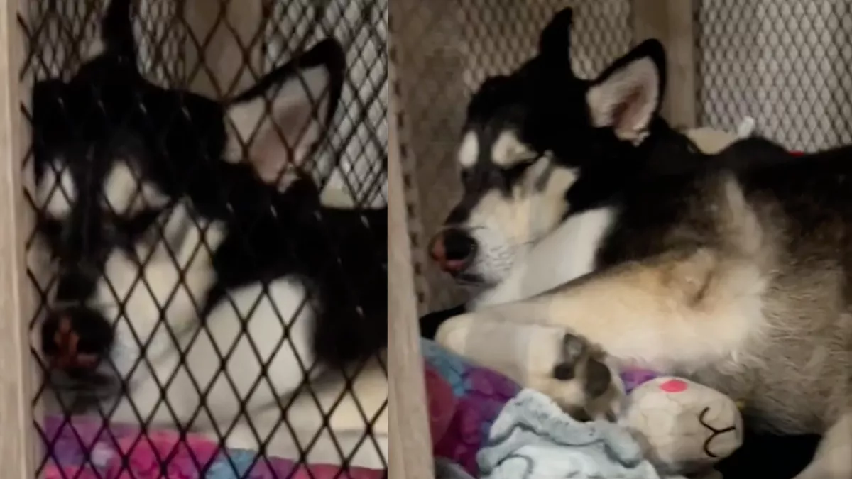 Az állatmenhely arra kéri az új gazdit, vegyenek ketrecet a huskynak: az ok letaglózza a világot - Videó