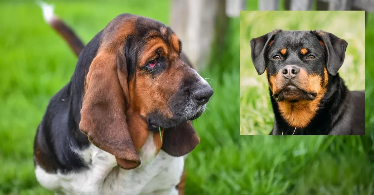 Basset hound és Rottweiler a szülők: ezek a kutyák születtek a balesetből