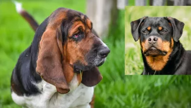 Basset hound és Rottweiler a szülők: ezek a kutyák születtek a balesetből