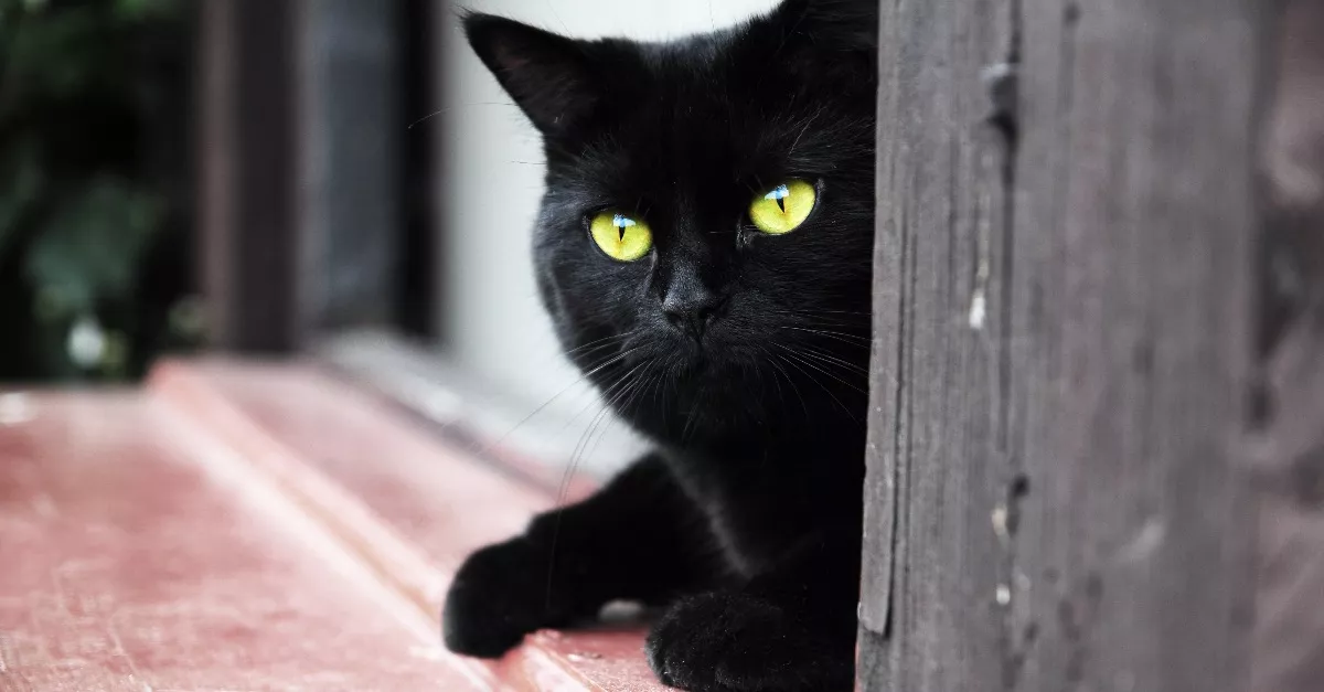 Kiengedte a macskát a nő: amikor hazaért, rögtön rájött, hogy az egész családot átverte - Videó