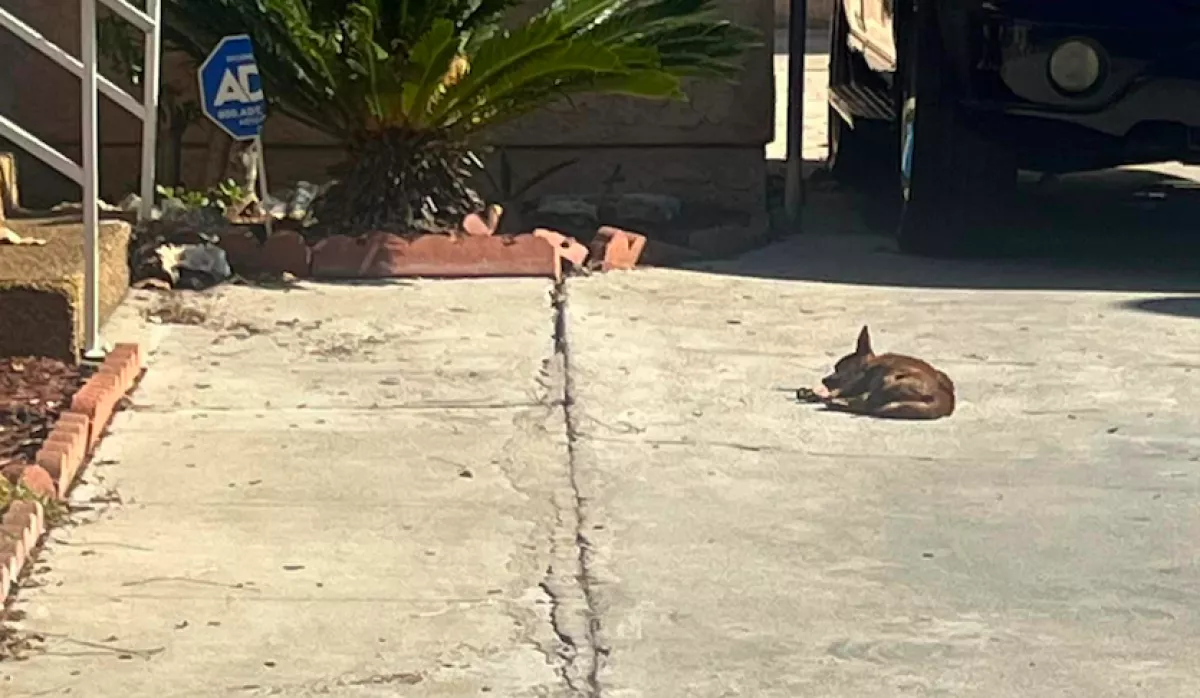 Hetekig az utcán fázott és éhezett a csivava: váratlan dolog történt, amikor megérkezett a segítség - Fotók