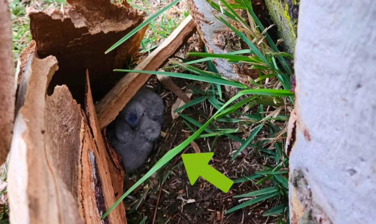 Bolyhos valamit látott meg a kidőlt fa alatt a férfi: aztán rájött az igazságra - Fotók