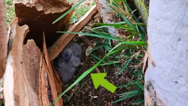 Bolyhos valamit látott meg a kidőlt fa alatt a férfi: aztán rájött az igazságra - Fotók