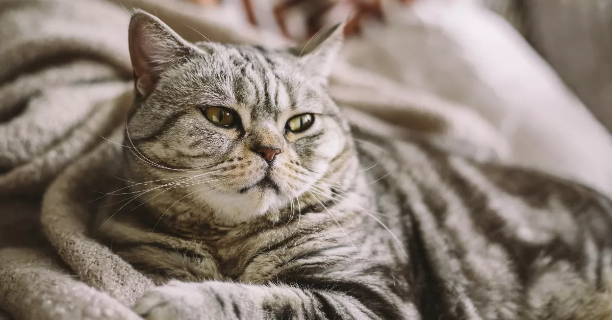 Pánikszerűen keltették a macskát, hogy fogja meg az egeret: az eredmény pusztító - Videó
