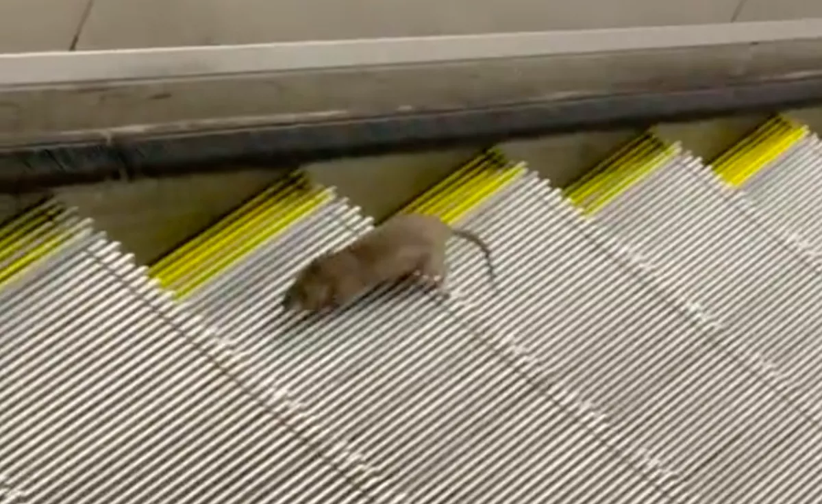 Egy méretes patkányt vettek videóra a metró mozgólépcsőjén: mindenki rajta pusztul