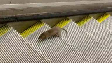 Egy méretes patkányt vettek videóra a metró mozgólépcsőjén: mindenki rajta pusztul