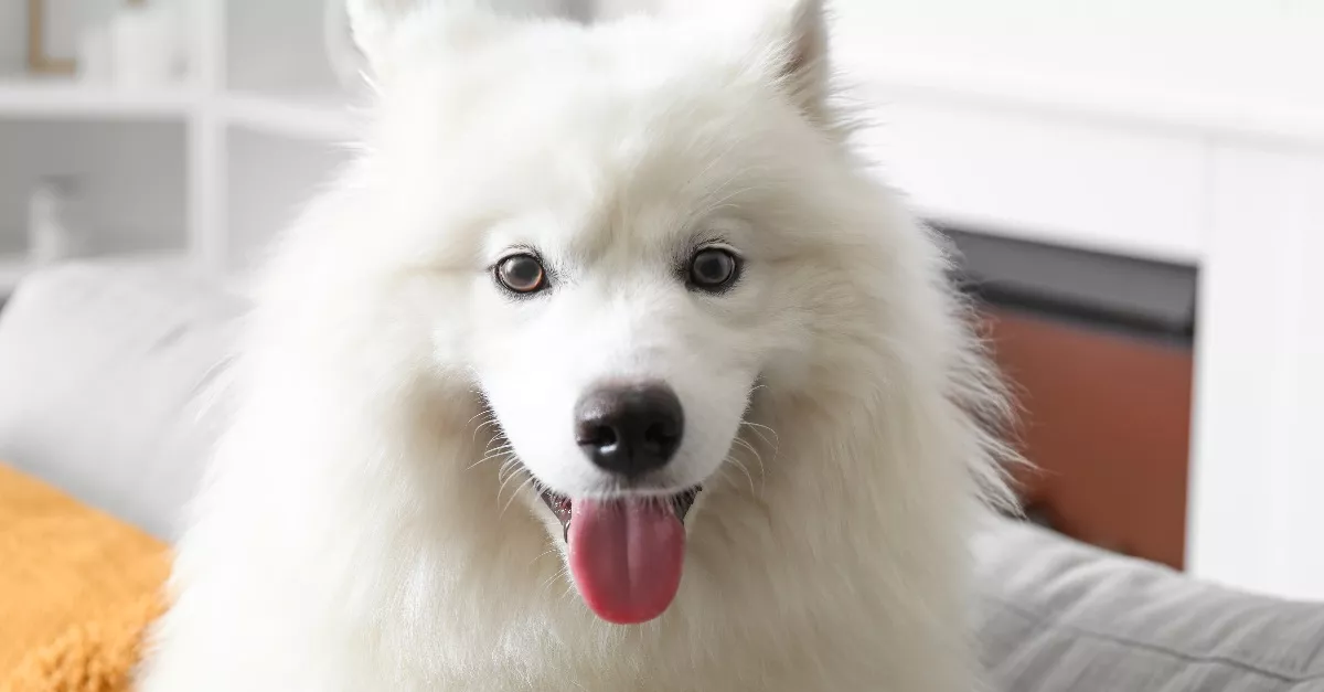 Korábban ért haza a kutya gazdija: amikor belépett a lakásba, megható dolog történt - Videó