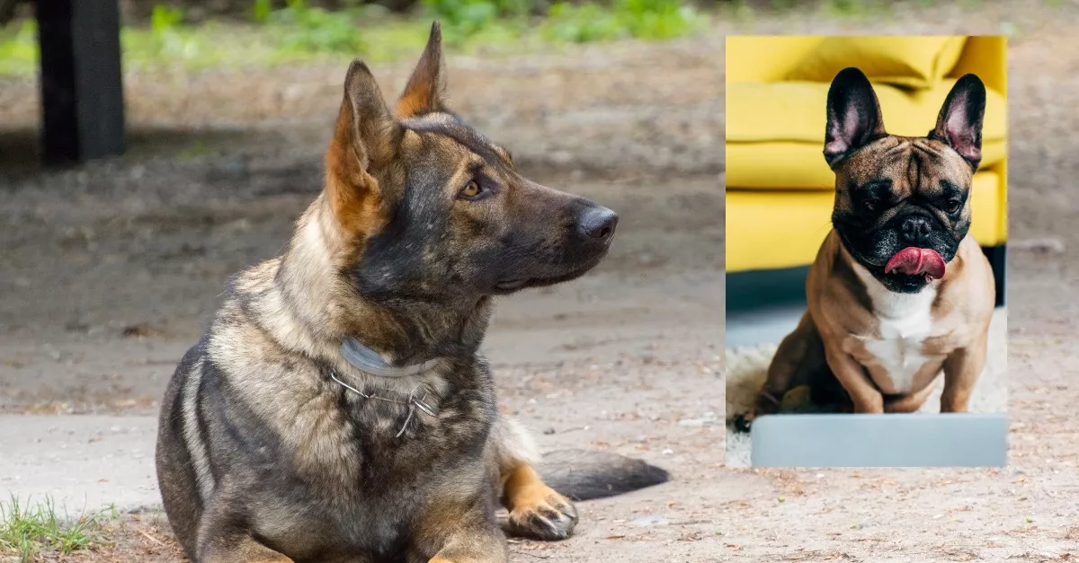 Francia bulldog és belga juhászkutya a szülők: ez a kölyök született a szerelemből - Fotók