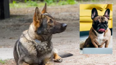 Francia bulldog és belga juhászkutya a szülők: ez a kölyök született a szerelemből - Fotók