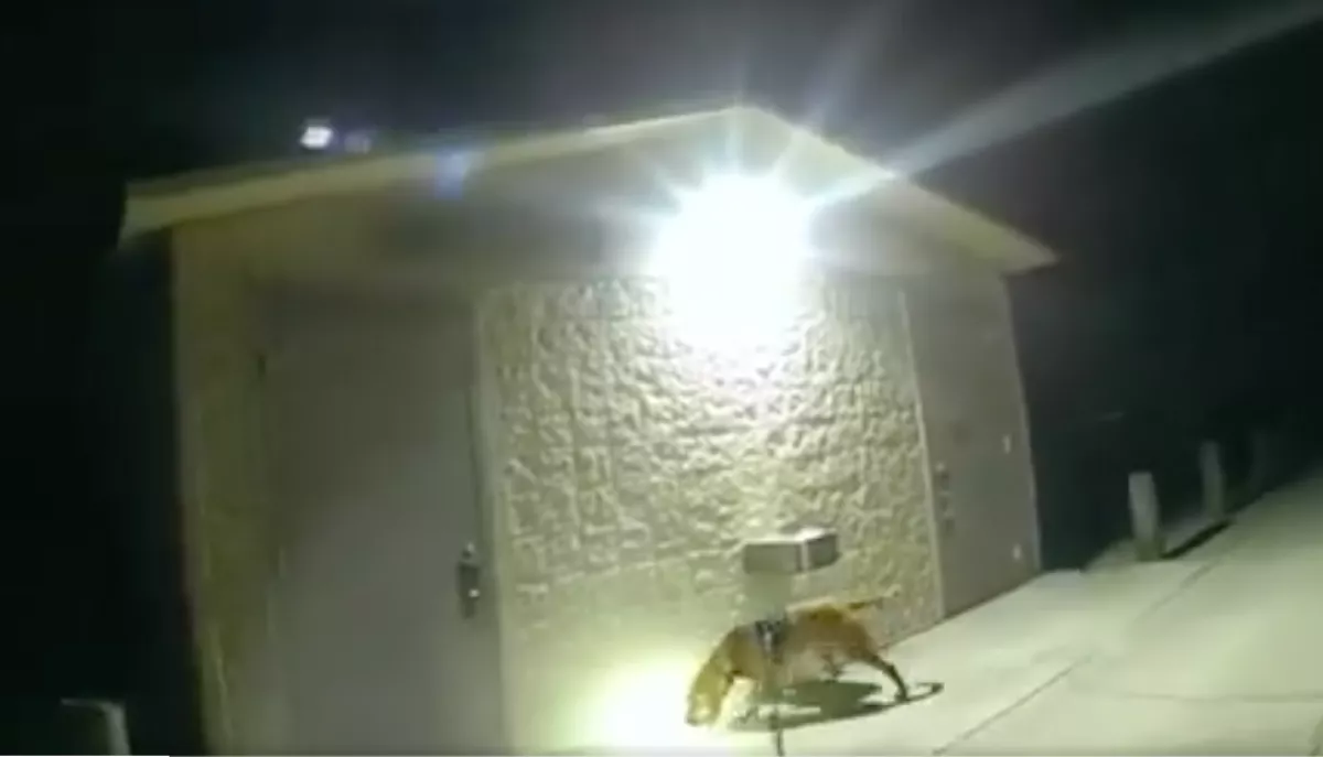 Egy 11 éves lányt kerestek: amikor kinyílt a WC-ajtó, a keresőkutyának nem volt megállás - Videó