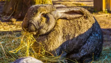 Nem vette észre a kislány, hogy meghalt a nyuszija: amit ezután tett, megríkatja a világot - Videó